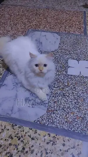 Photo - white Persian cat