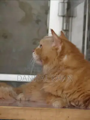 Photo - Ginger Persian