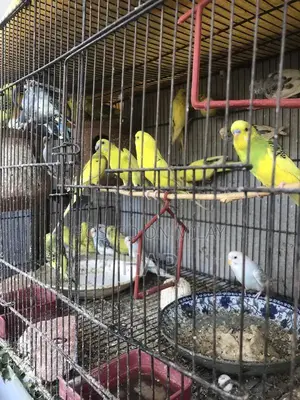 Photo - Budgie Australian parrots