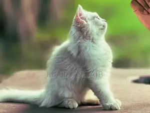 Photo - persian cat