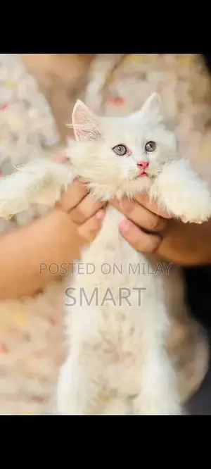 Photo - 55 days age Persian kitten