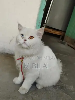 Photo - cat female