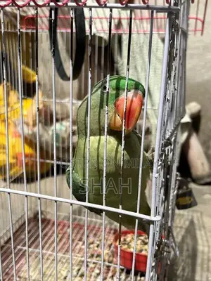 Photo - Raw parrot