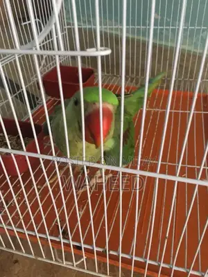 Photo - Parrot for sale 13ooo thousand