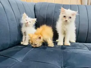 Photo - punch face kittens home bread