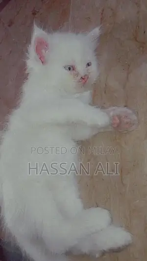 Photo - White Persian Kittens