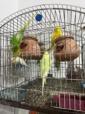 Photo - Australian parrots