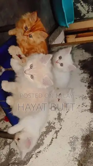 Photo - kittens selling