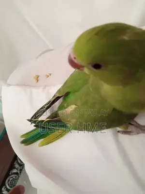 Photo - green Ringneck parrot baby