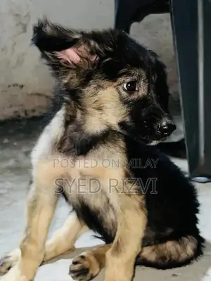 Photo - Pair German shepherd x Alsatian  for sale in multan