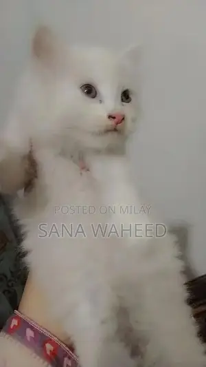 Photo - White Female kittens