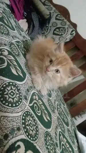 Photo - kittens for sale