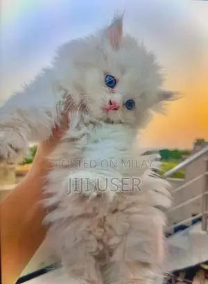 Photo - beautifull persian kitten triple coated for sale