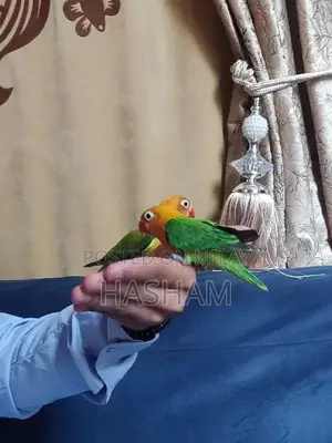 Photo - Fully Handtame Lovebirds (Personata into fisher)