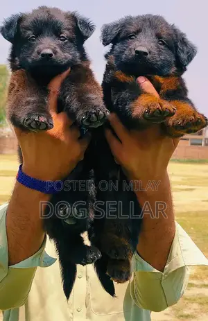 Photo - German Shepherd Pair | German Shepherd Double Coat Puppies