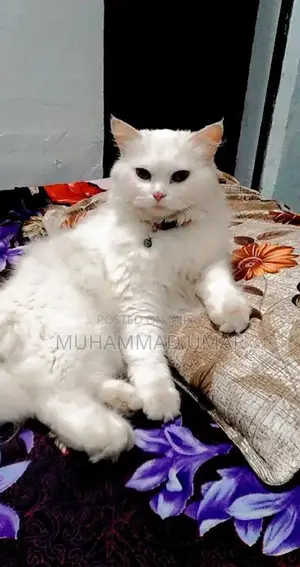 Photo - White Persian cat for sale
