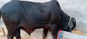 Photo - qurbani kay janwar for sale