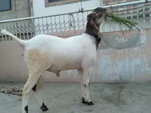 Photo - Dumba/sheep for qurbani 2025