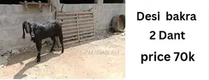Photo - bakry | desi bakra | rajanpuri Bakra | Bakre | Goat | Qurban
