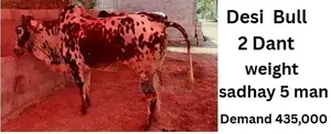 Photo - bull | Bachra | desi bulls | Wehra | بچرا | qurbani 2025 | c