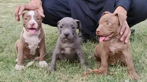 Photo - American pit bull / Pitbull / American bull