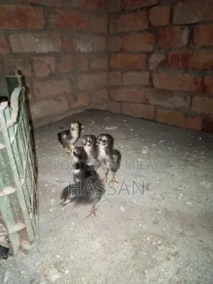 Photo - 15 days chicks available