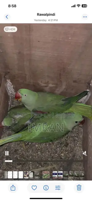 Photo - Raw Parrot baby