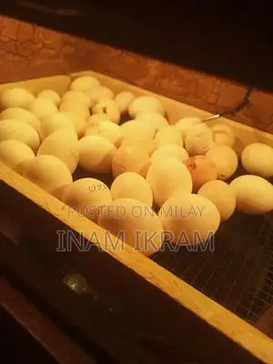 Photo - sebright eggs bantum eggs