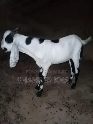 Photo - Desi bakry