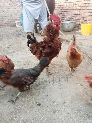 Photo - Sindhi kala teeter  b ha bolta ha fancy murga murgiya anaday