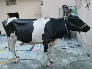 Photo - Holstein Friesian