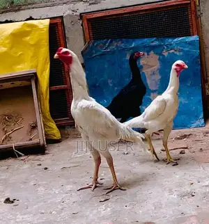 Photo - White Shamo | Chicks | Paper White | اصیل  | Aseel shamo For