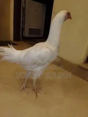 Photo - aseel heera beautiful white long height/thai cross aseel chi