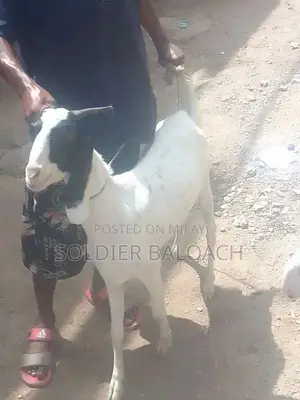 Photo - qurbani pat 4 dant: