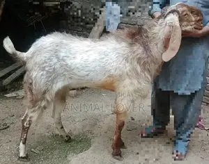 Photo - Goat for sale