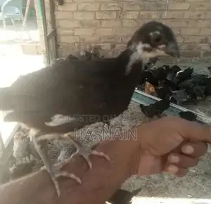 Photo - اسٹرلوپ کے چوزے چاہیے فیصل آباد میں