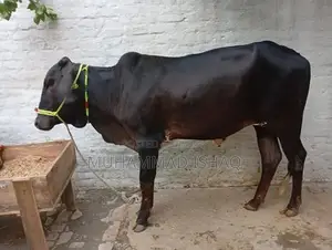 Photo - qurbani