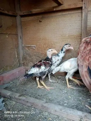 Photo - pure Mianwali Aseel breed