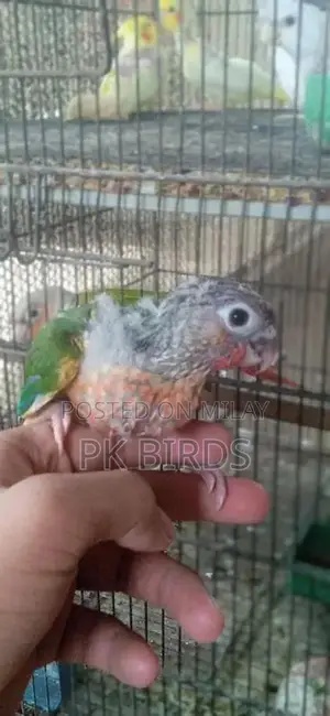 Photo - Parrot chick available