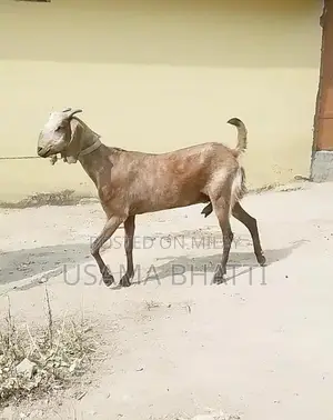 Photo - Bakri