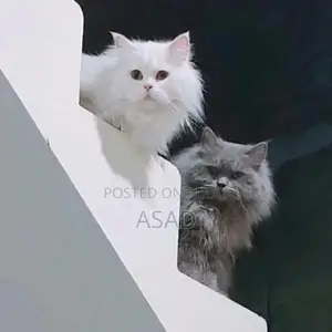 Photo - Persian cats