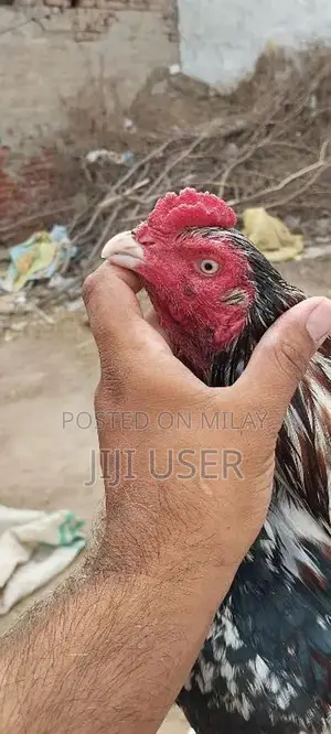 Photo - Aseel murga paraithi