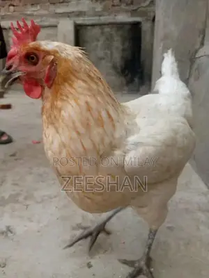 Photo - 4 Murgian Aur Aik Murga | Murgian Ande deti hain