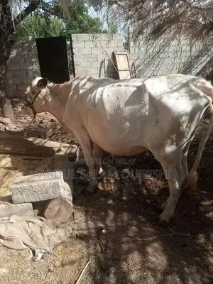 Photo - cow for sale