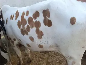 Photo - Qurbani k janwer
