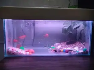 Photo - aquarium tank with gold fish