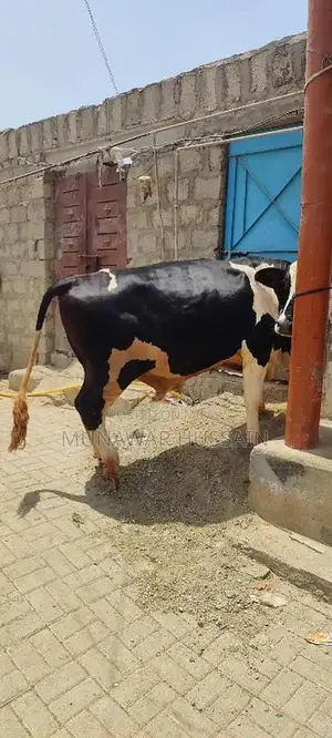 Photo - Astrelean Bull