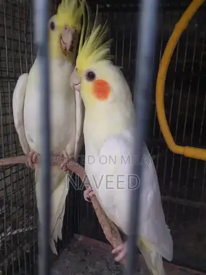 Photo - Cocktail, Cream Cockatiel red eyes