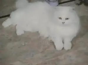 Photo - I am selling my high quality female cat