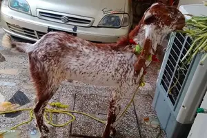 Photo - Bakra , Goat for Sale